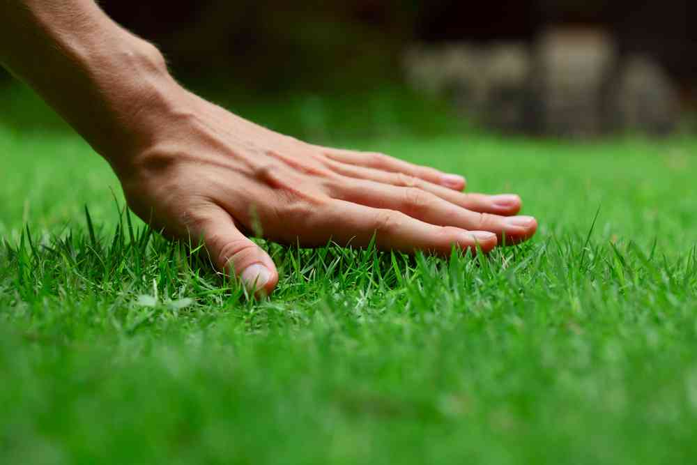 lawn-care-tips-to-keep-your-lawn-healthy-in-winters-dependable-lawn-care