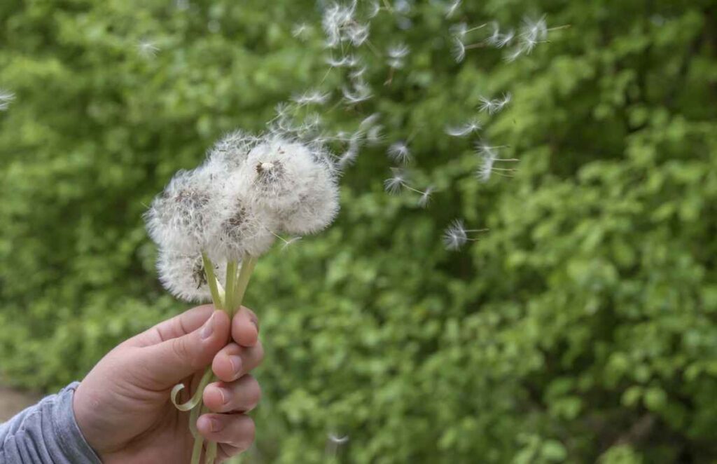 3 Reasons Why You Shouldn’t Mow Dandelions