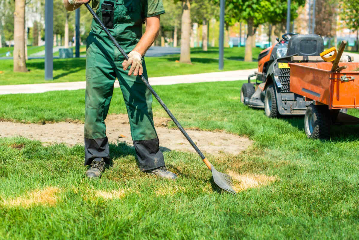 lawn-weed-care-services